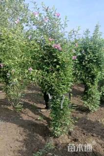 高度150厘米丛生木槿