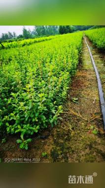 高度40厘米火棘