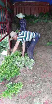 高度30厘米春鹃