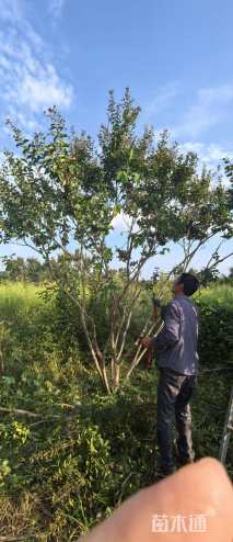 16公分红火球紫薇