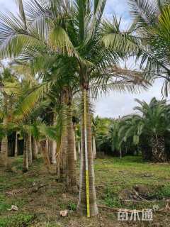 裸干高450厘米国王椰子