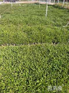 高度20厘米柳叶马鞭草