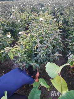 高度100厘米木绣球