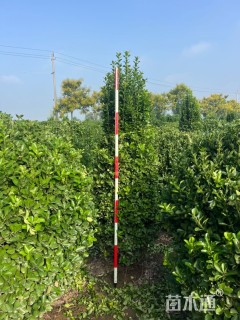 高度200厘米大叶黄杨柱