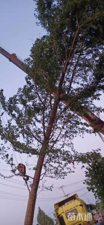 35公分银杏