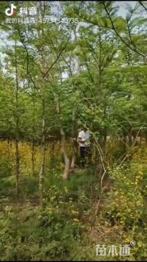 14公分黄山栾树