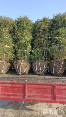 冠幅1.5厘米小叶女贞球