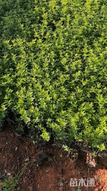 高度25厘米云南黄馨