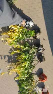 高度30厘米金森女贞