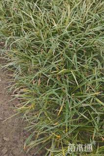 高度30厘米金边麦冬