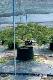 高度200厘米羽毛枫