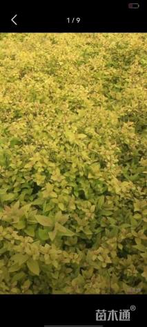 高度60厘米金山绣线菊