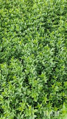 高度30厘米观音柳