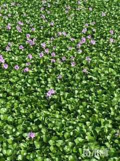 高度30厘米梭鱼草