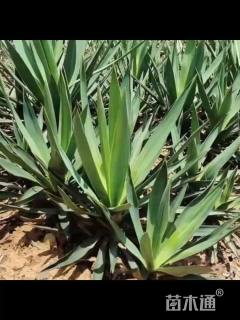 高度20厘米凤尾兰