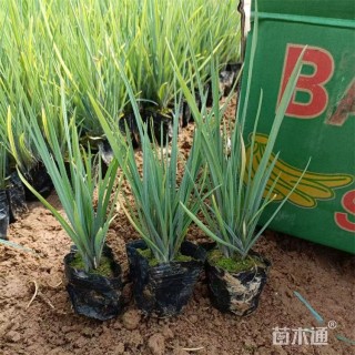 高度18厘米胭脂红紫露草