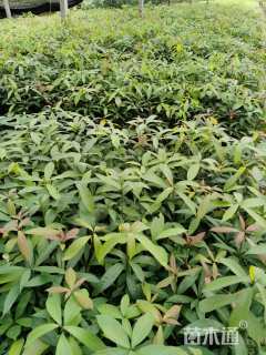 0.3公分金丝楠木