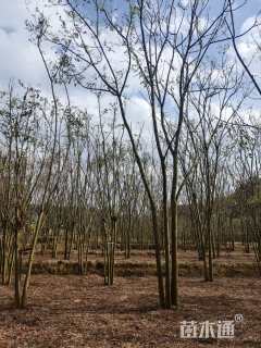 28公分(4杆)丛生栾树