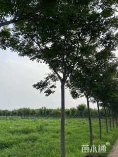 15公分黄山栾树