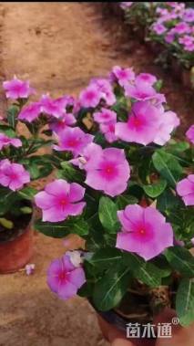 高度21厘米长春花