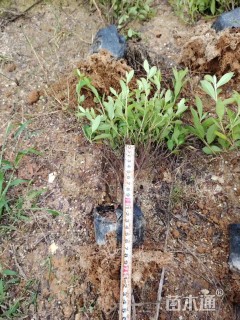 高度25厘米毛鹃