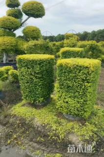 高度80厘米亮金女贞