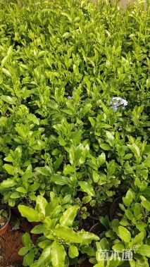 高度30厘米蓝雪花