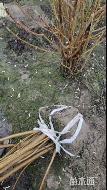 高度120厘米结香球