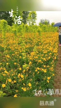 高度10厘米萱草