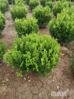 冠幅60厘米小叶黄杨球