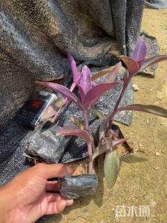 高度30厘米鸭跖草