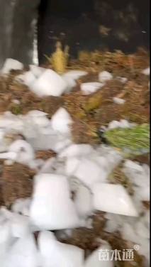 高度40厘米红蓼