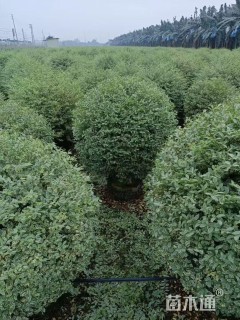 冠幅100厘米银姬小蜡球