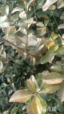 40厘米大叶扶芳藤