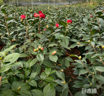 高度150厘米四季茶花