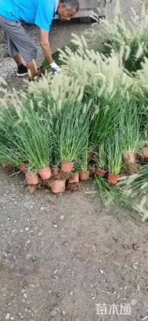 高度15厘米狼尾草