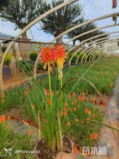 高度30厘米火炬花