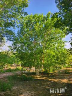 高度700厘米丛生元宝枫