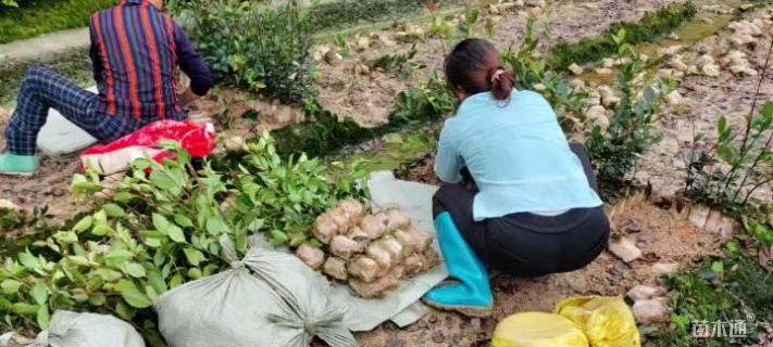 高度20厘米油茶