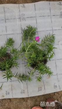 高度15厘米太阳花