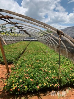 高度20厘米马缨丹