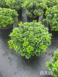 高度20厘米矮婆鹃