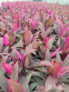 高度50厘米红叶朱蕉