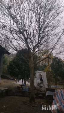 高度1000厘米红花紫薇