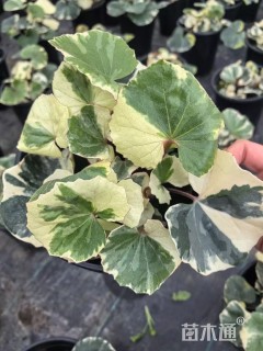 高度20厘米大吴风草