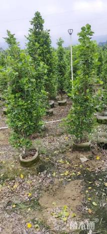 高度180厘米火山榕