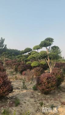 12公分造型卫矛