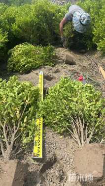 高度60厘米小叶黄杨