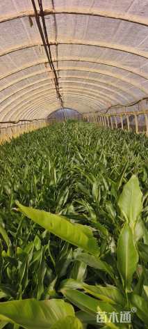 高度40厘米鹤望兰