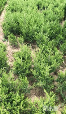 高度40厘米桧柏